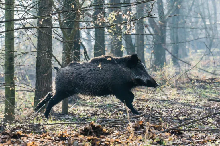 Wildschwein rennend AdobeStock_103356092 0303